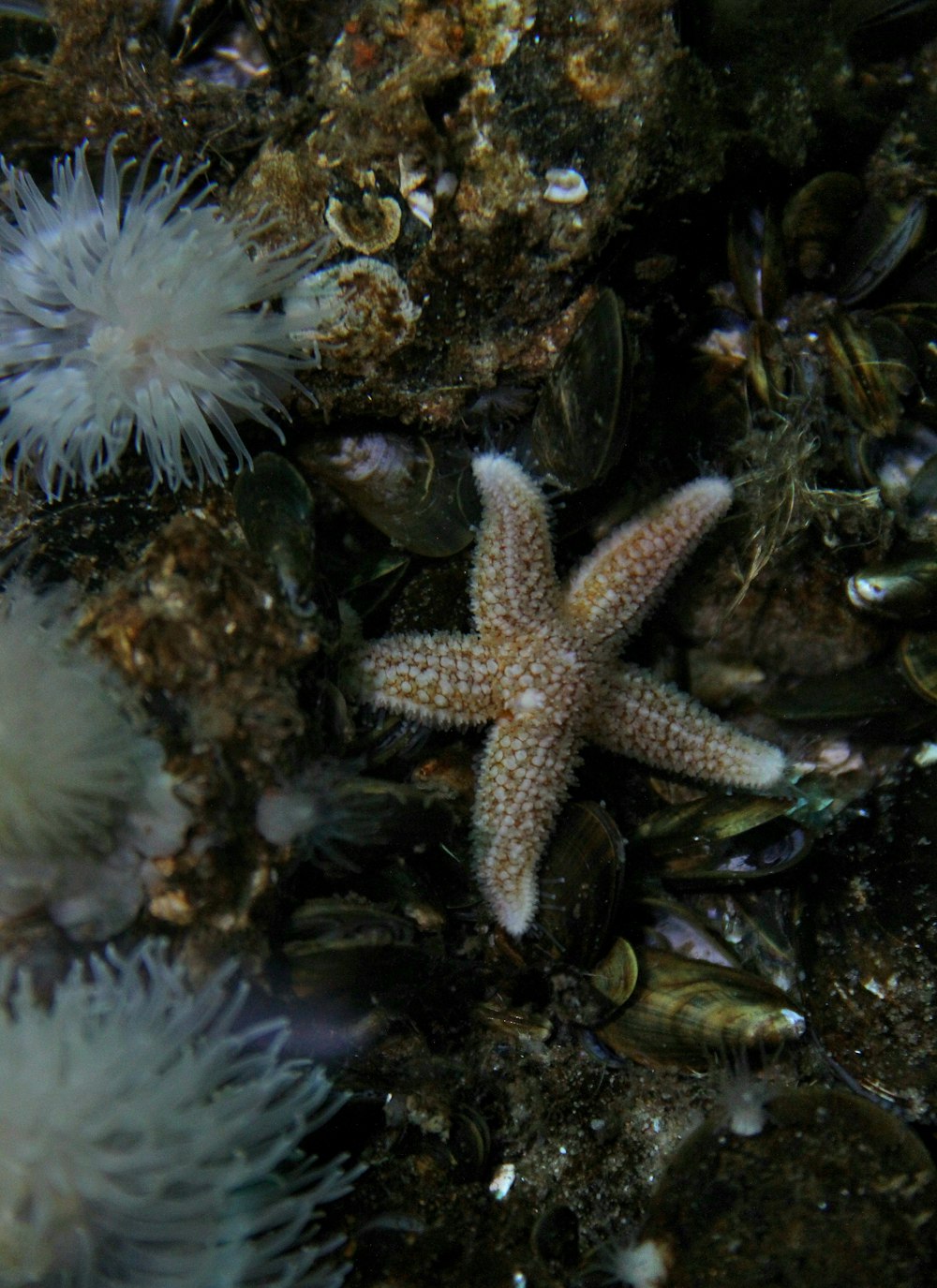 Una estrella de mar en el agua rodeada de erizos de mar