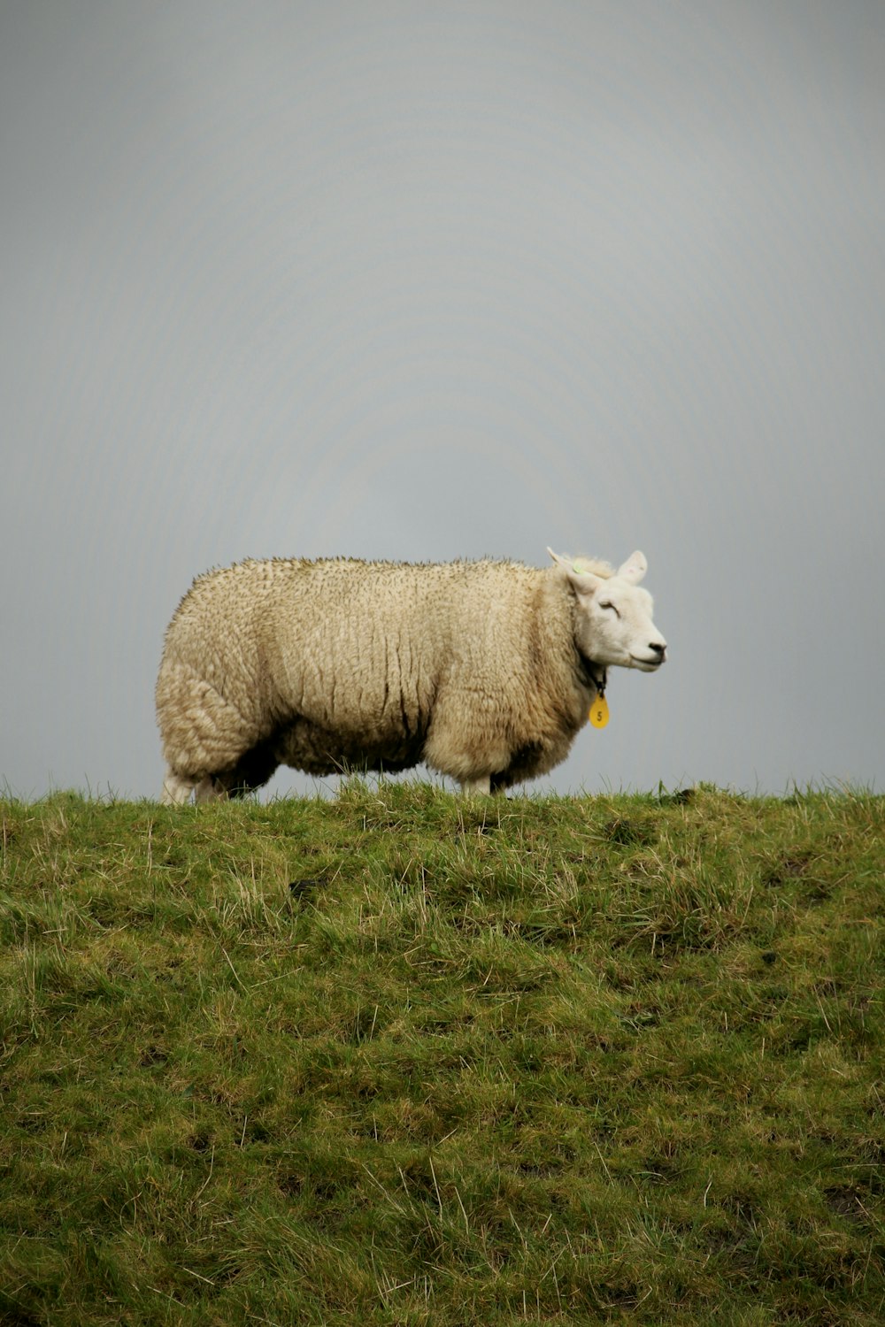a sheep walking across a grass covered hillside