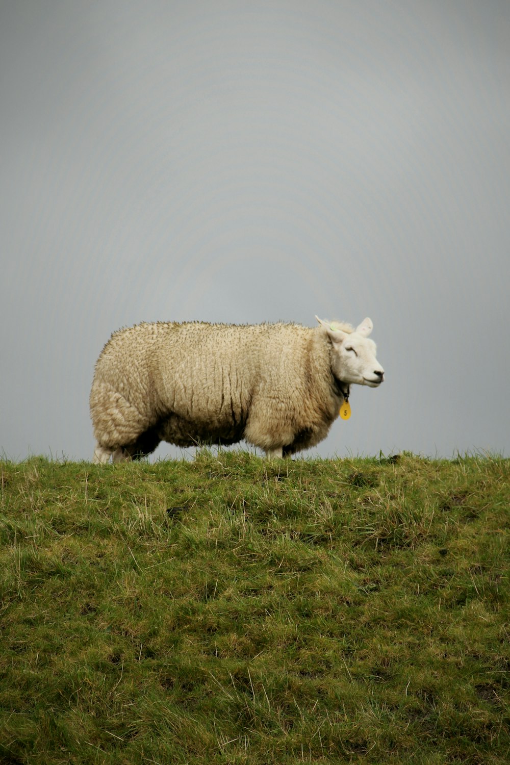 un mouton marchant sur une colline couverte d’herbe