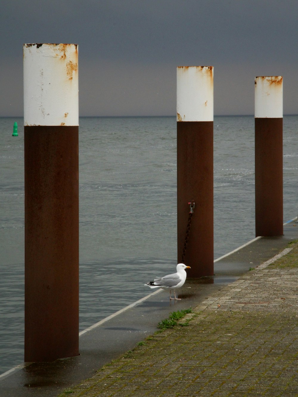 a seagull sitting on the edge of a pier