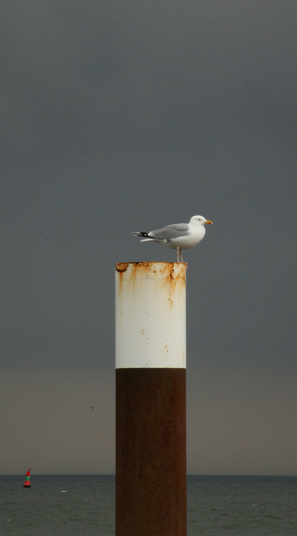 a seagull sitting on top of a white and brown pole