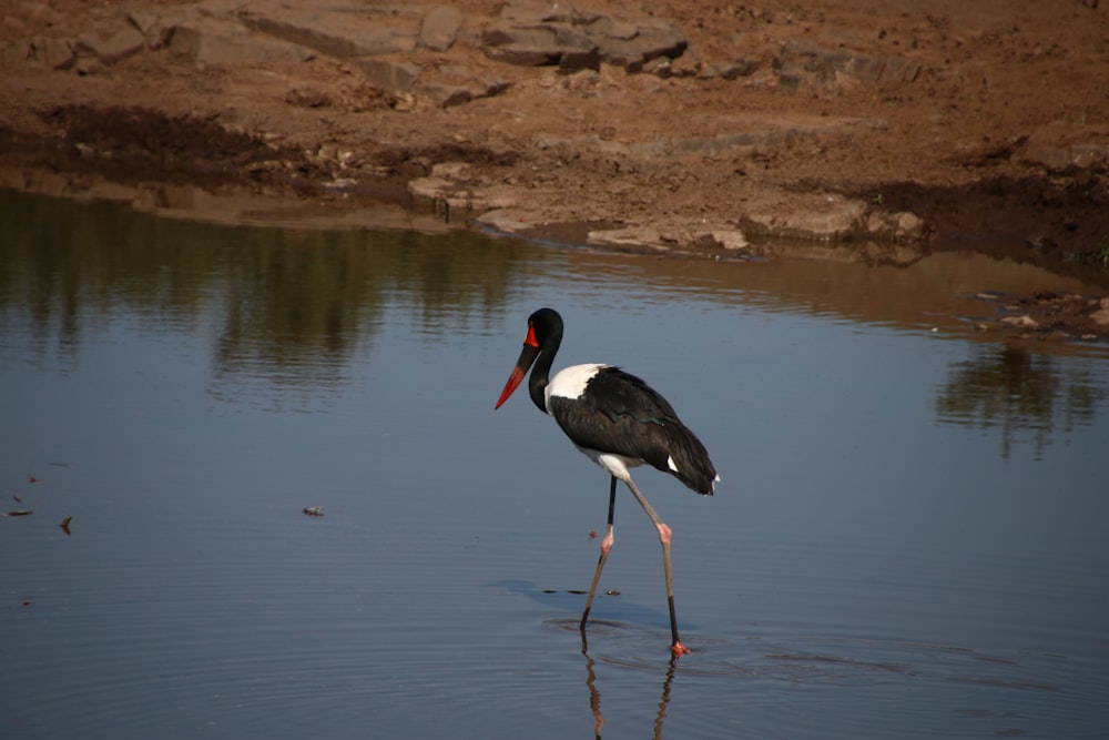 a black and white bird is standing in the water