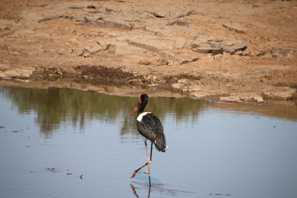 a black and white bird walking across a body of water