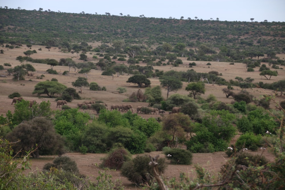 a herd of animals grazing on a dry grass field