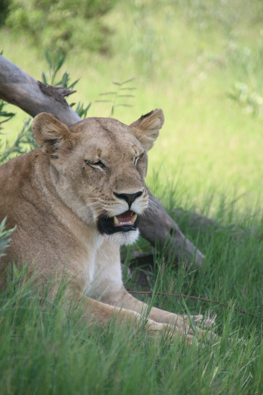 a lion laying in the grass next to a tree