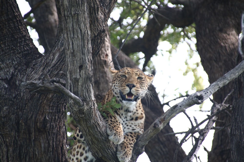 a leopard sitting in a tree with its mouth open