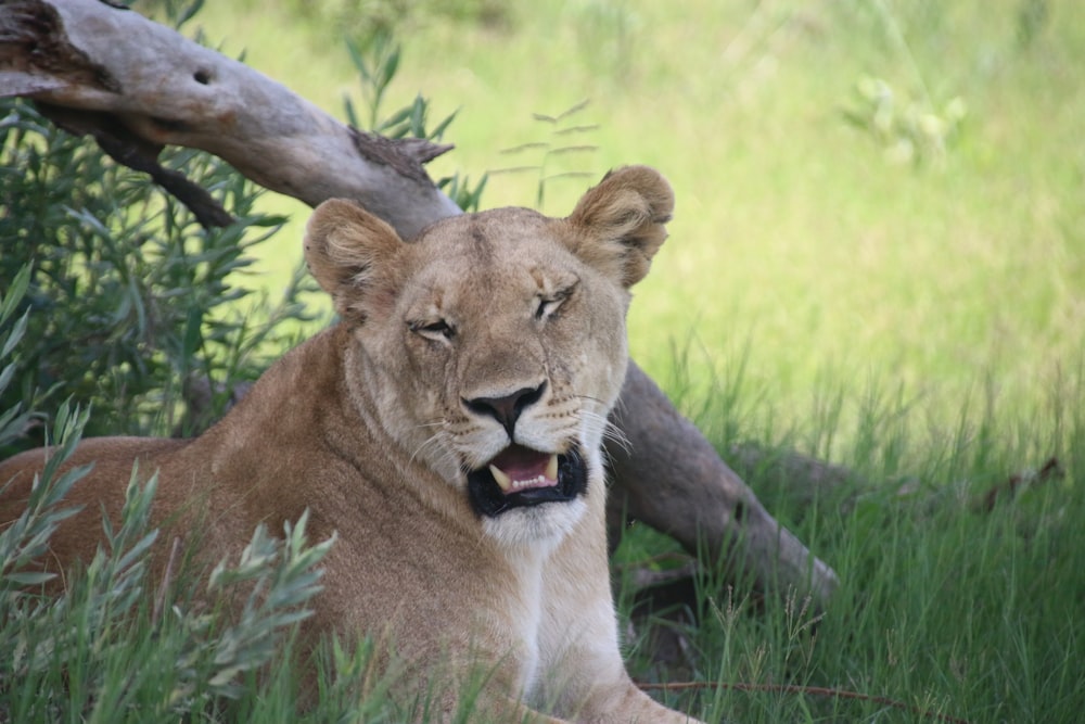 a lion laying in the grass with its mouth open