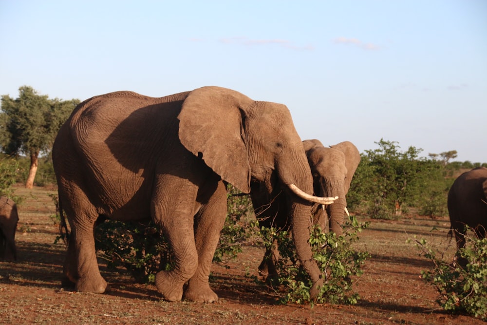 a herd of elephants standing on top of a dirt field