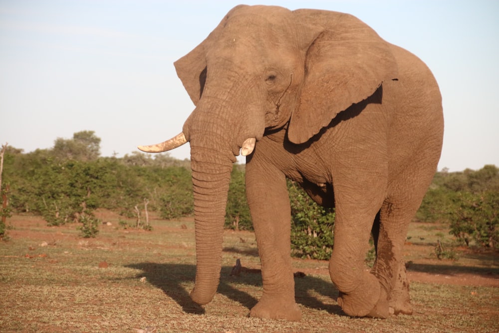 an elephant standing in a field with trees in the background