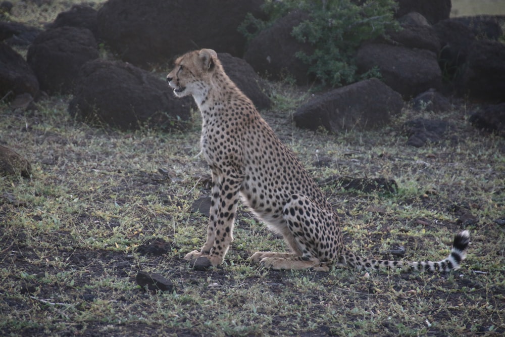a cheetah sitting on the ground in a field
