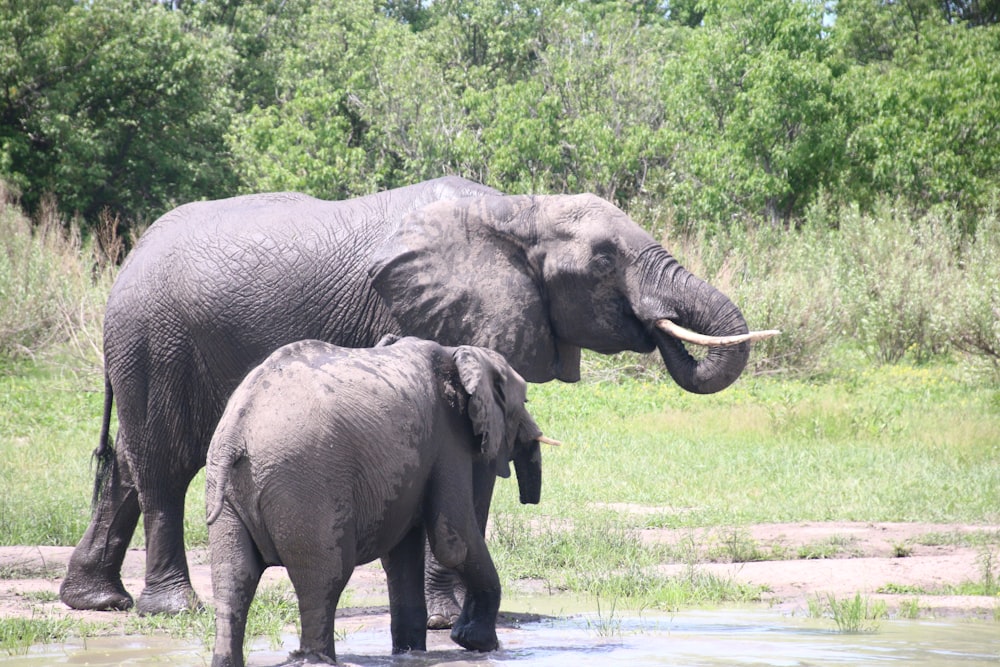an adult elephant and a baby elephant are standing in the water