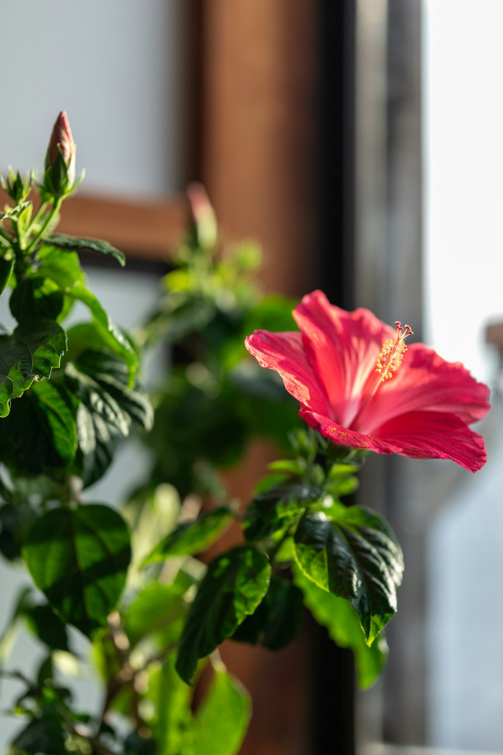 a pink flower sitting on top of a green plant