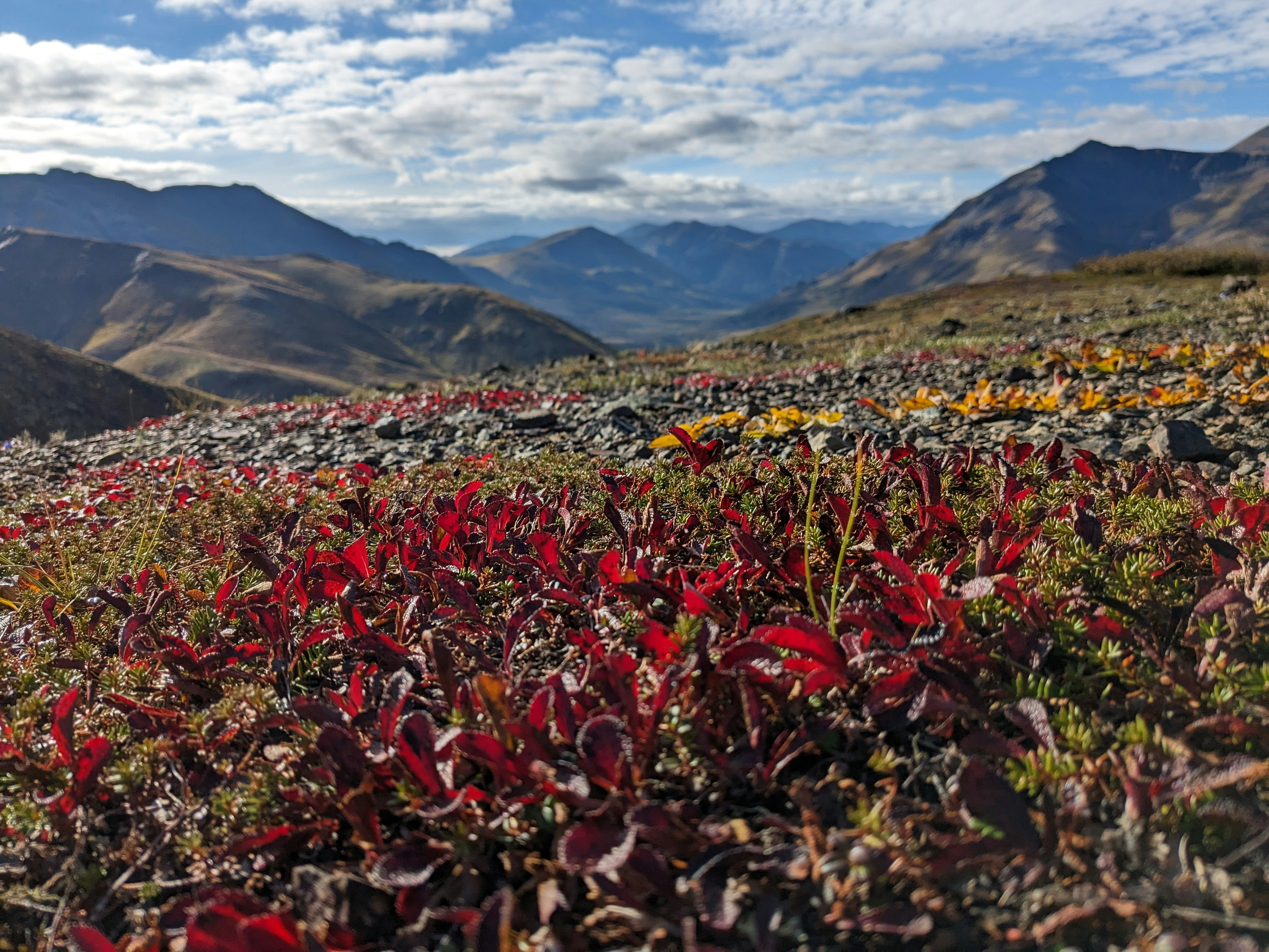 a field of flowers with mountains in the background
