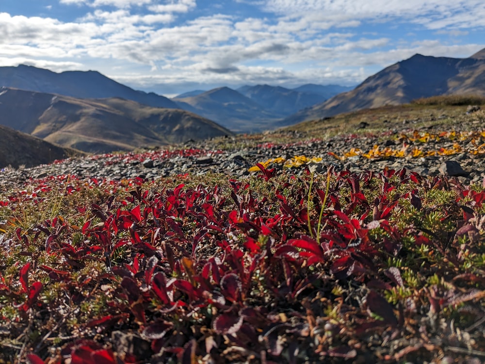 a field of flowers with mountains in the background