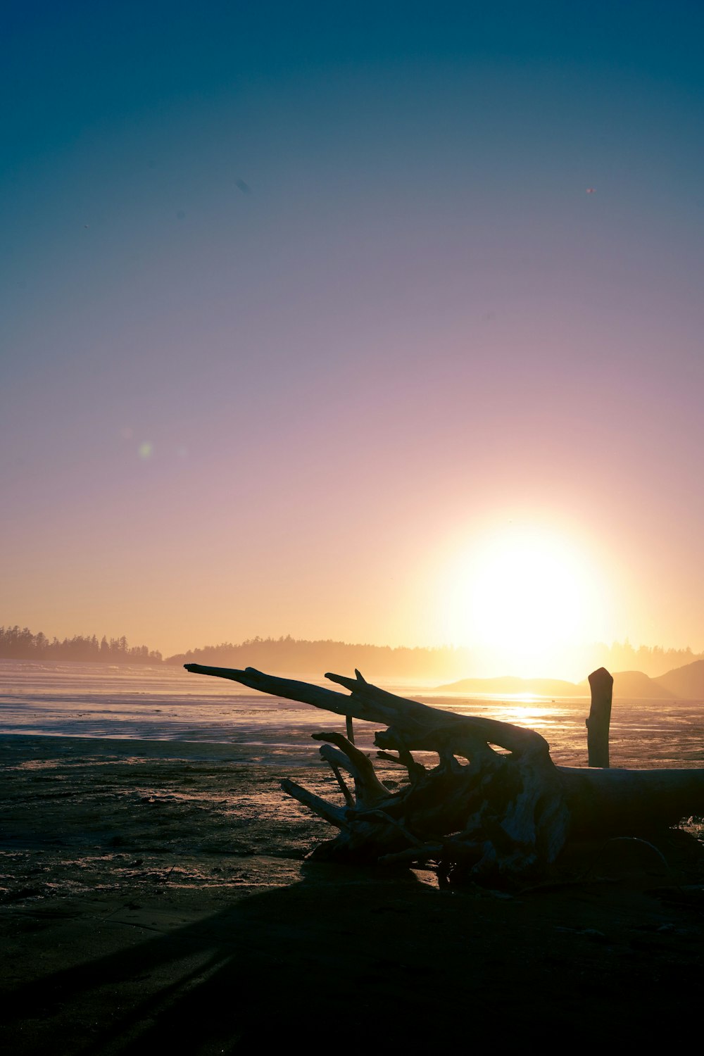 the sun is setting over a beach with driftwood