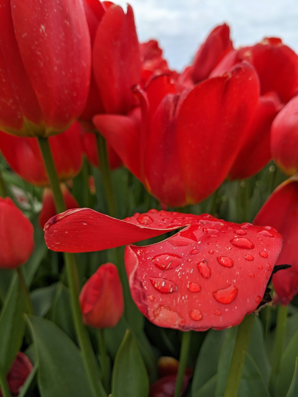 ein Strauß roter Blumen mit Wassertropfen darauf