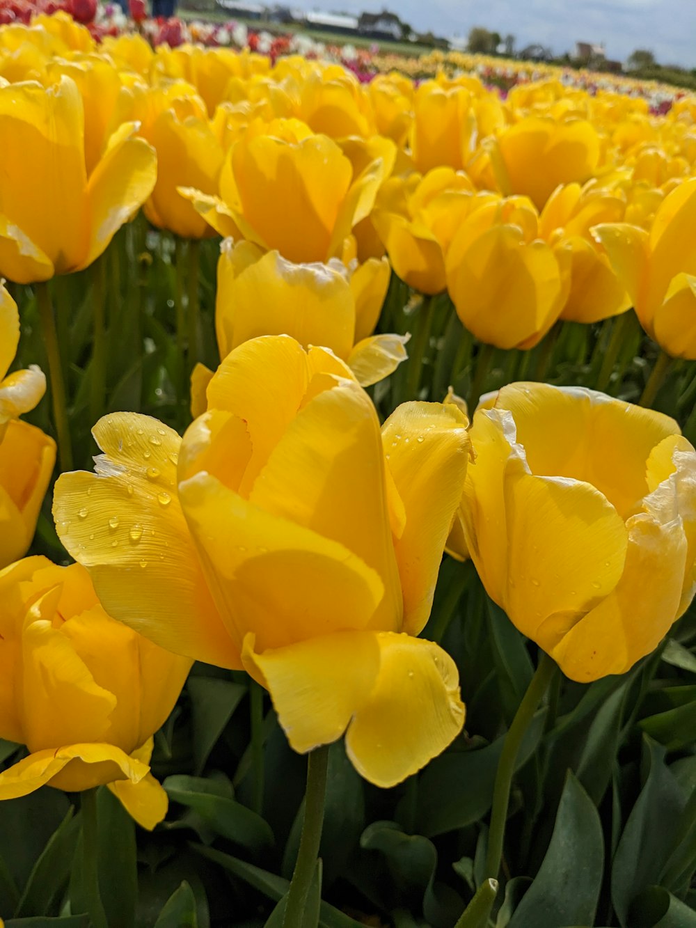 ein Feld voller gelber Blumen mit Wassertropfen darauf