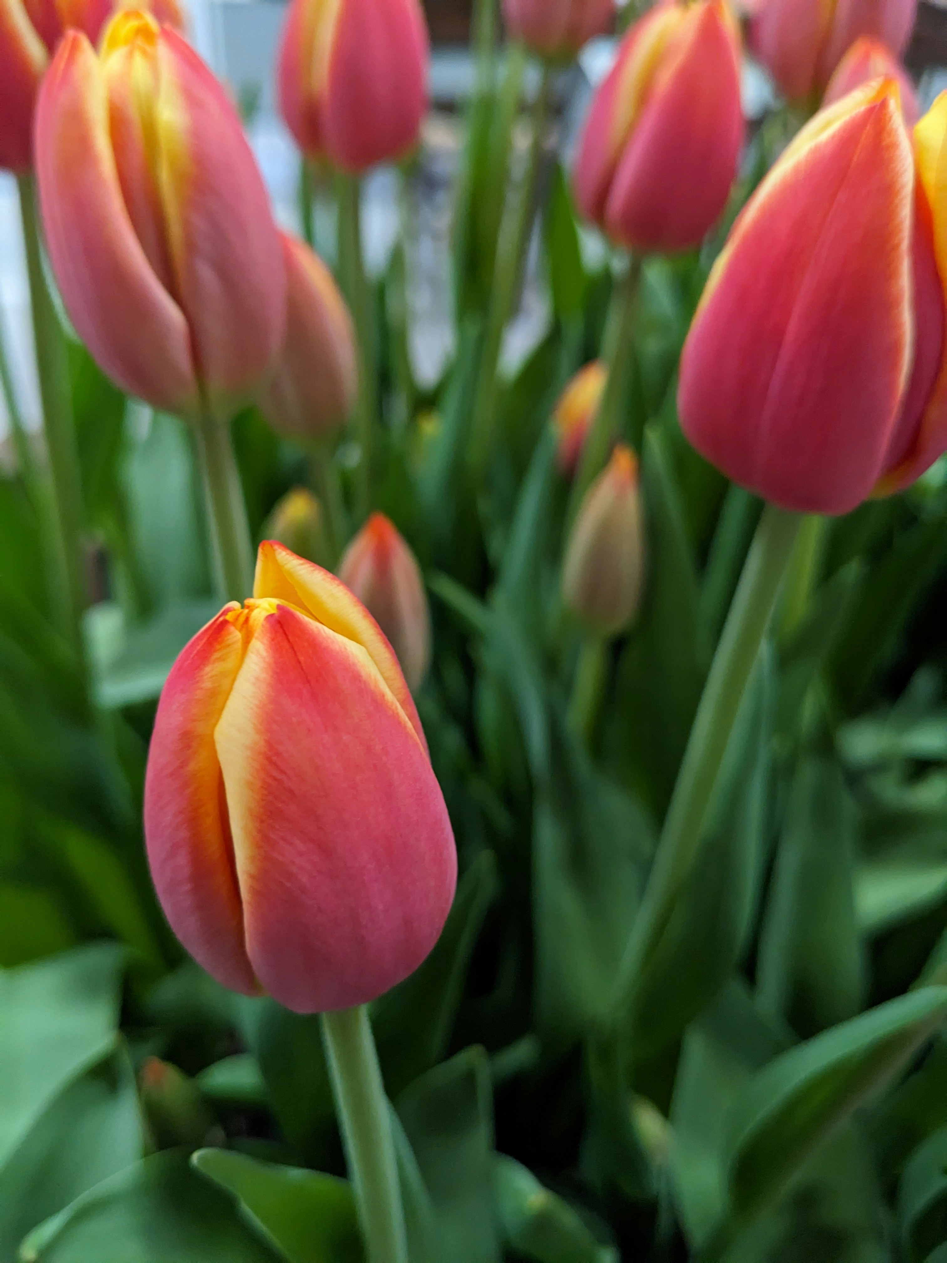 Photo by capture_joy