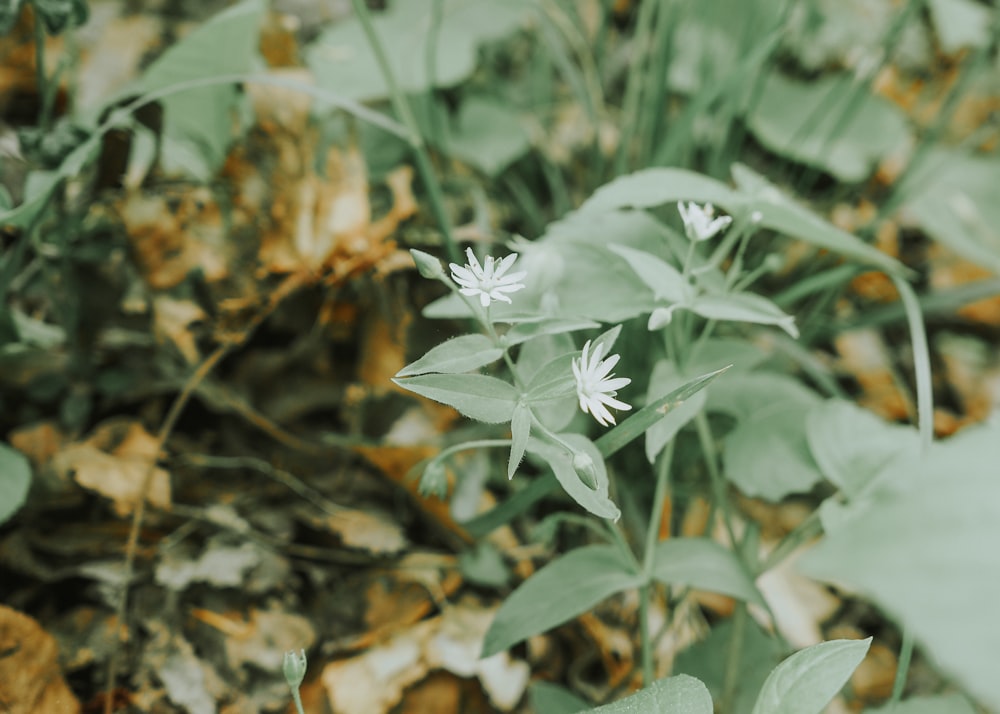 a close up of a plant with white flowers