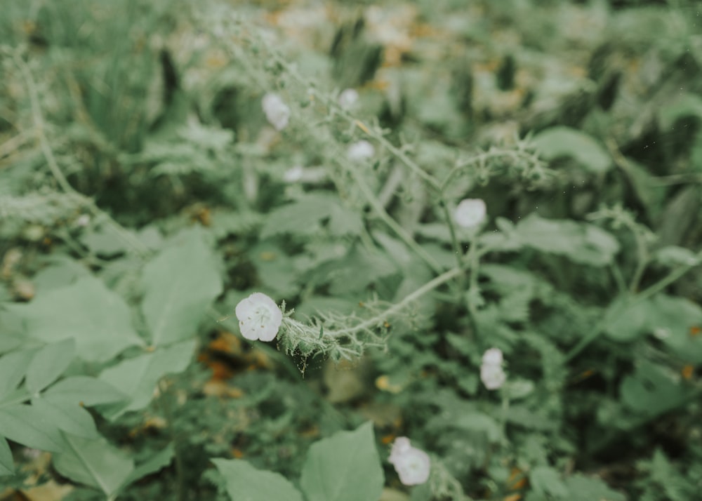 a close up of a plant with white flowers