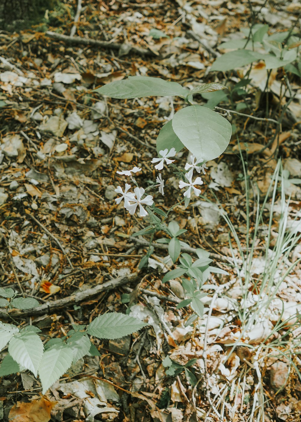 a small white flower sitting in the middle of a forest