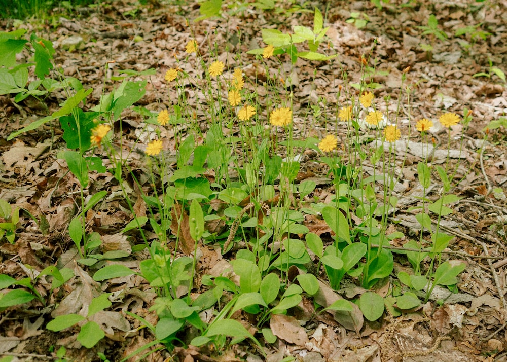 a group of small yellow flowers growing in the woods