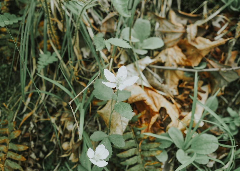 a group of white flowers sitting on top of a lush green field