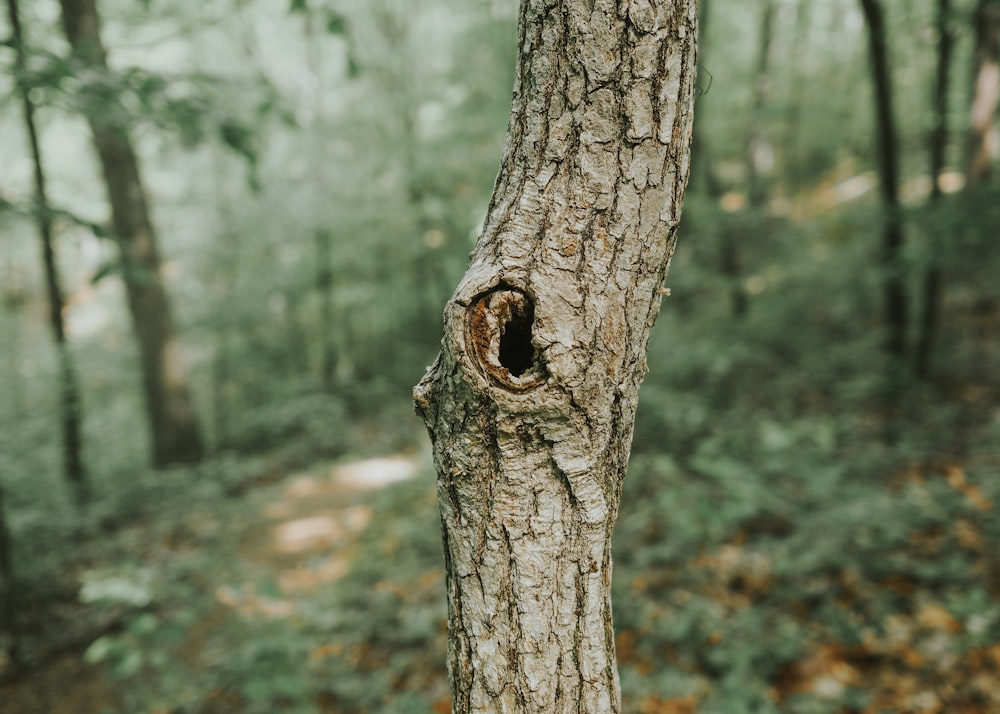 a tree with a hole in the bark