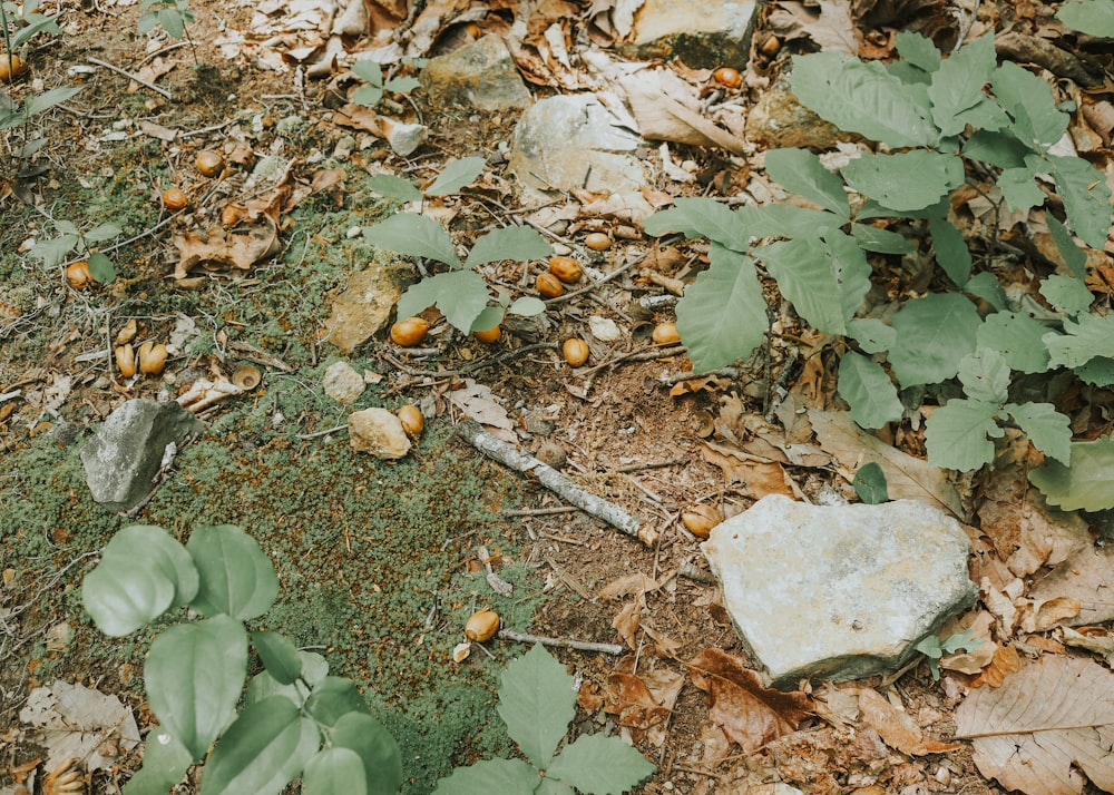 a patch of dirt with leaves and mushrooms on the ground