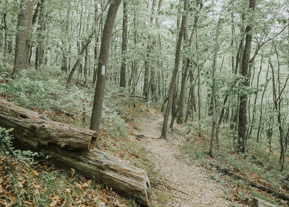 a fallen tree in the middle of a forest