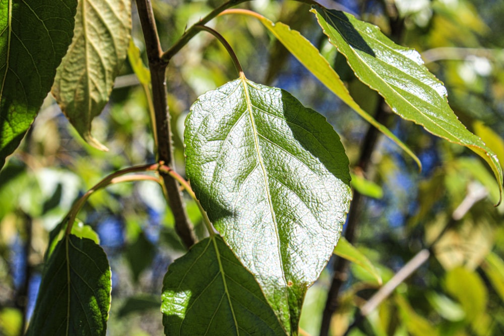 a close up of a leaf on a tree