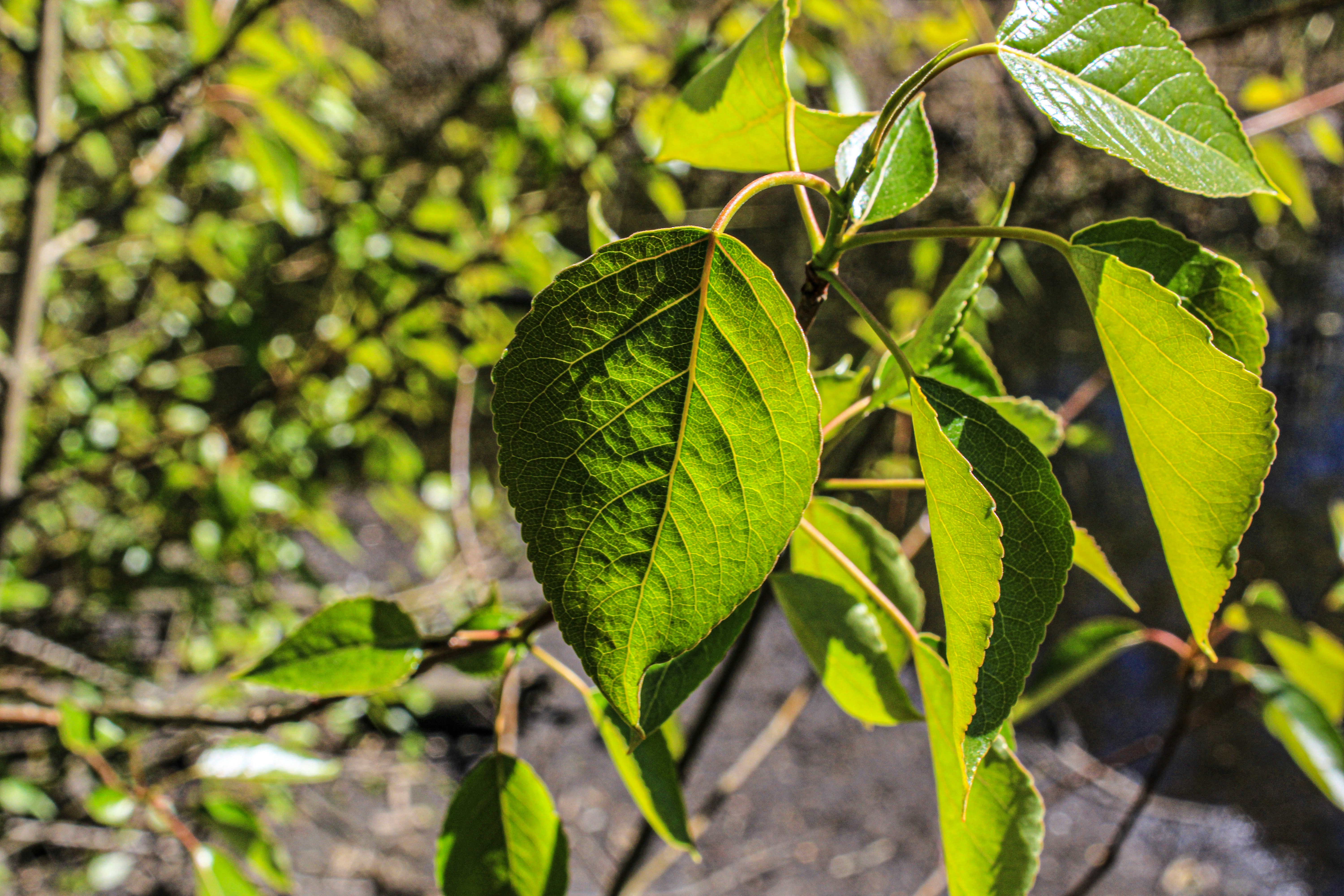 Photo by prphotography262