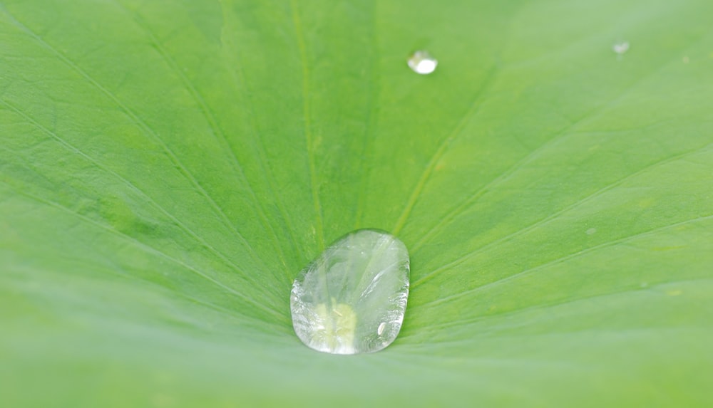 a green leaf with a drop of water on it