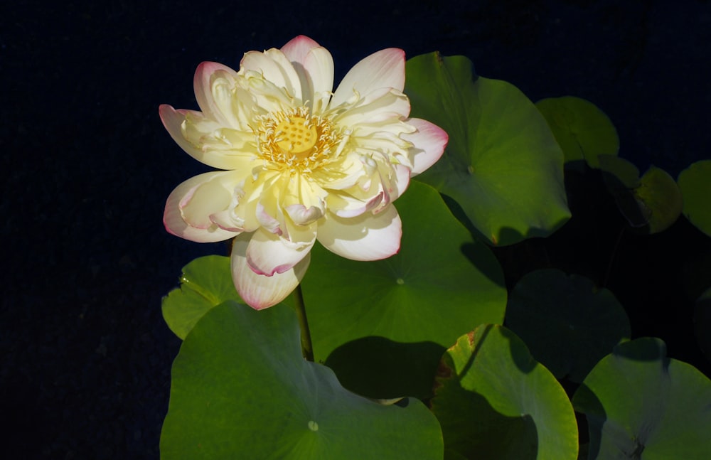 a large white flower sitting on top of a green leaf