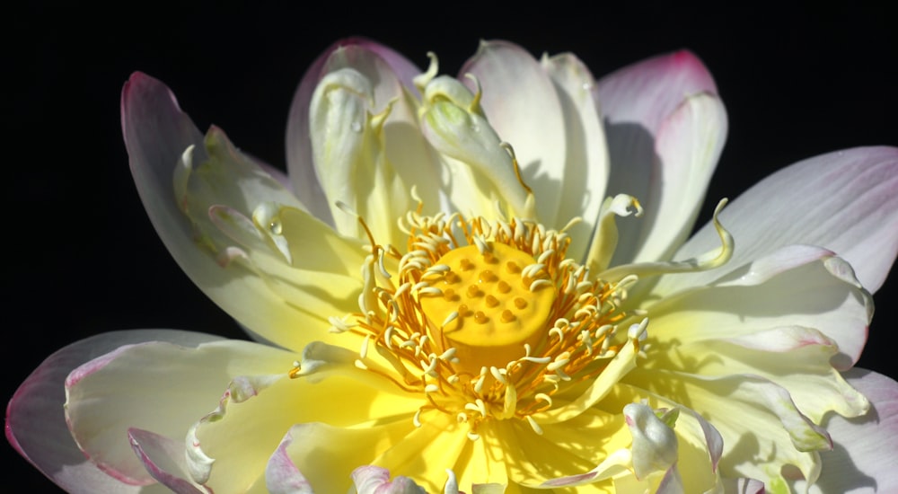 a white and yellow flower with a black background