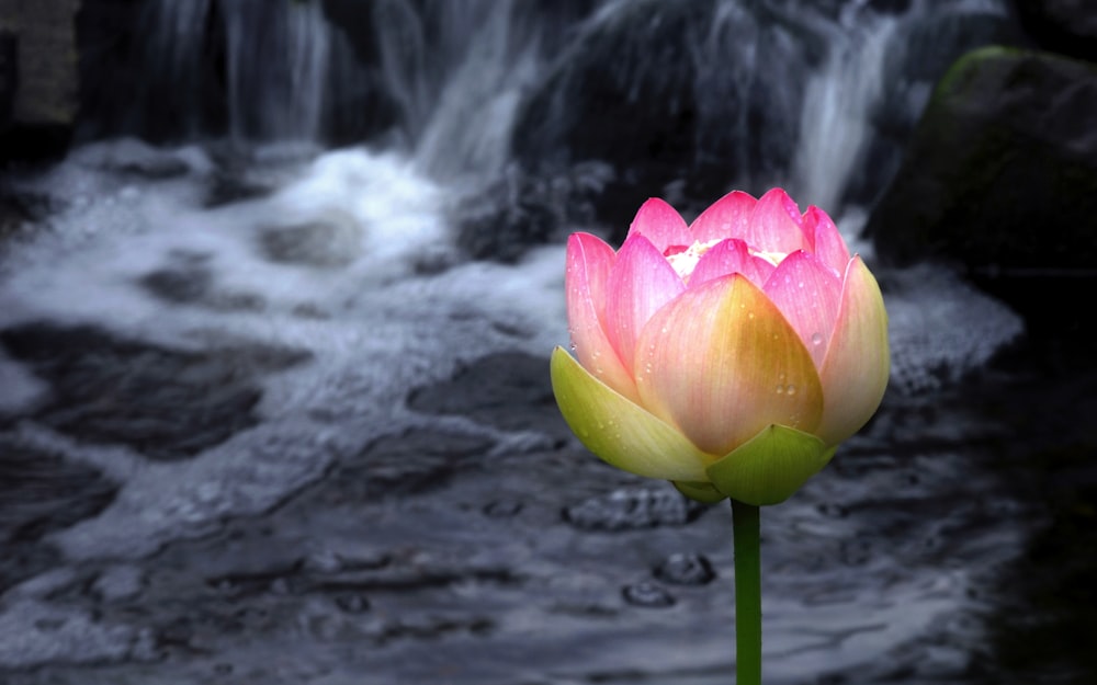 a pink flower sitting in front of a waterfall