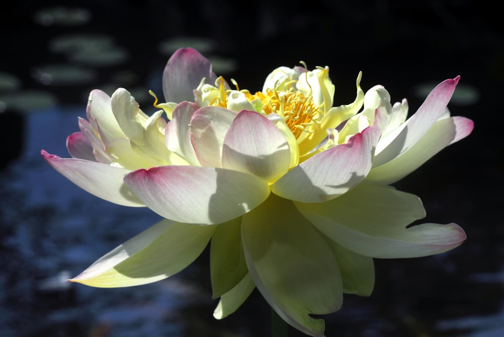 a large white and pink flower sitting on top of a body of water