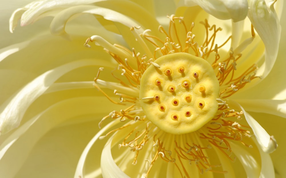 a close up of a yellow and white flower