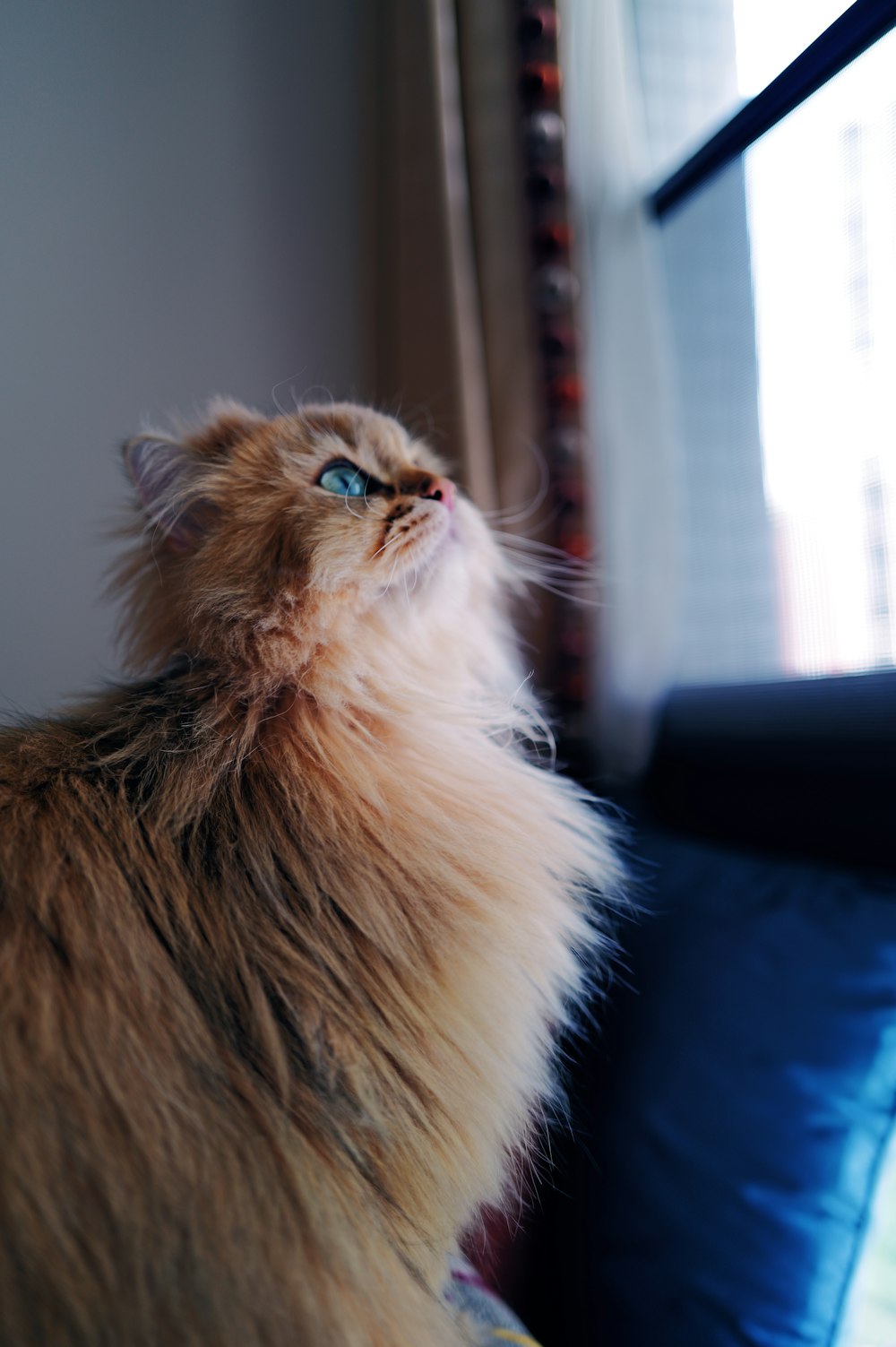 a long haired cat looking up at the sky