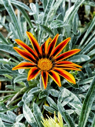 an orange and yellow flower in a garden