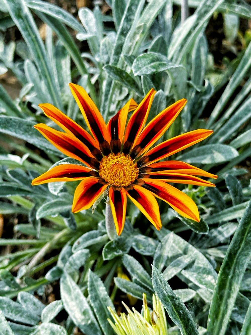 an orange and yellow flower in a garden
