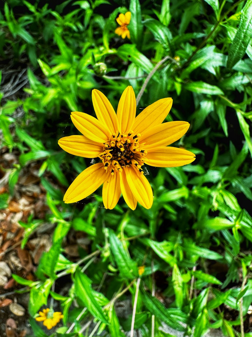 Nahaufnahme einer gelben Blume auf einem Feld