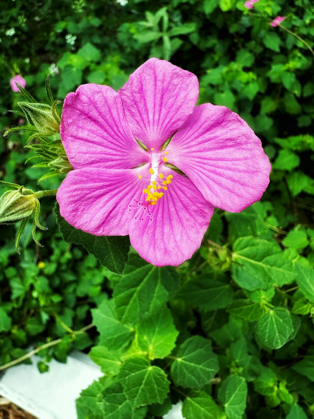 a pink flower with green leaves in the background