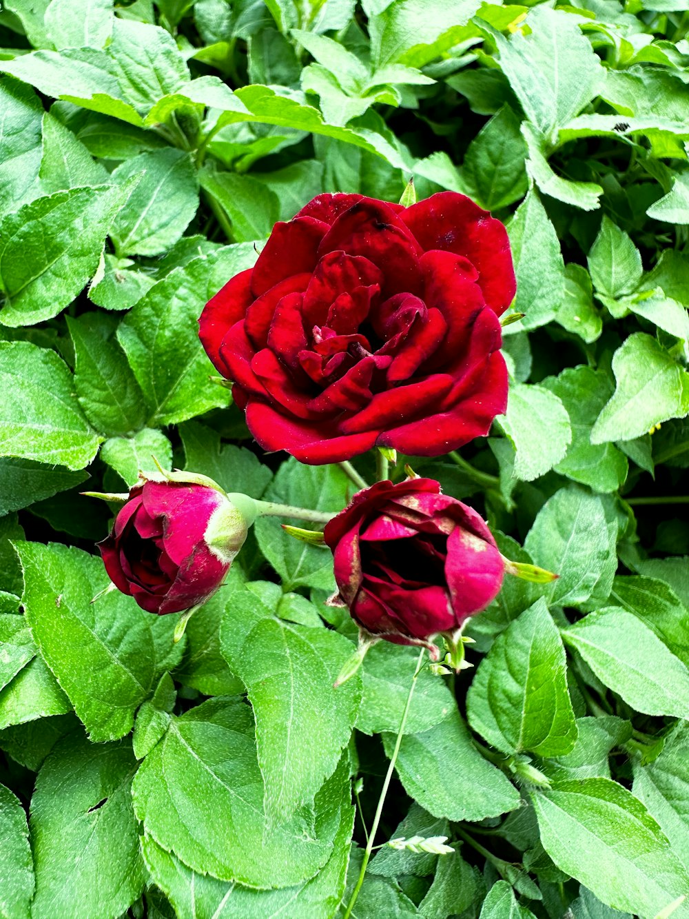 a couple of red roses sitting on top of green leaves