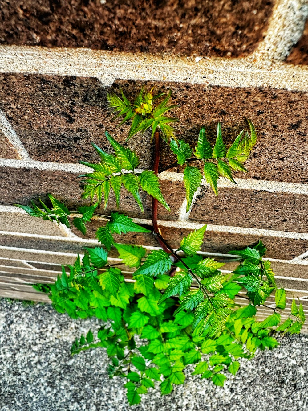 a small green plant growing out of a brick wall