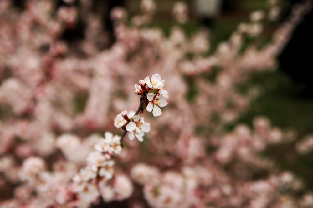 a close up of a flower on a tree