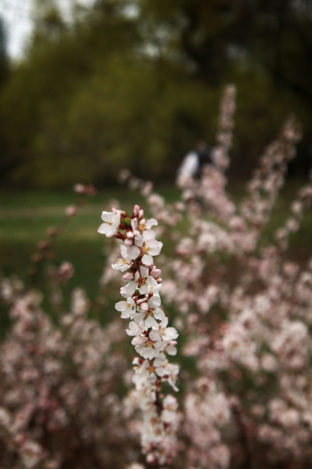 a white flower is in the foreground and a blurry background
