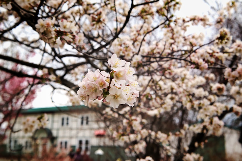 a tree with white flowers in front of a building