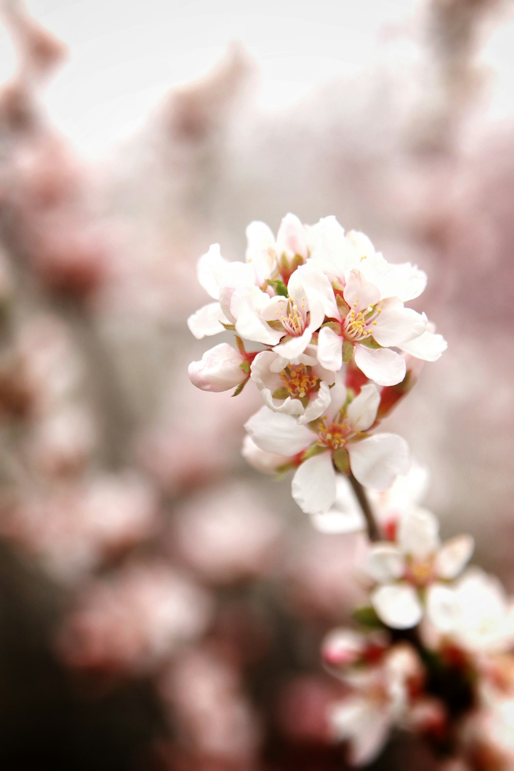 a close up of a flower on a tree