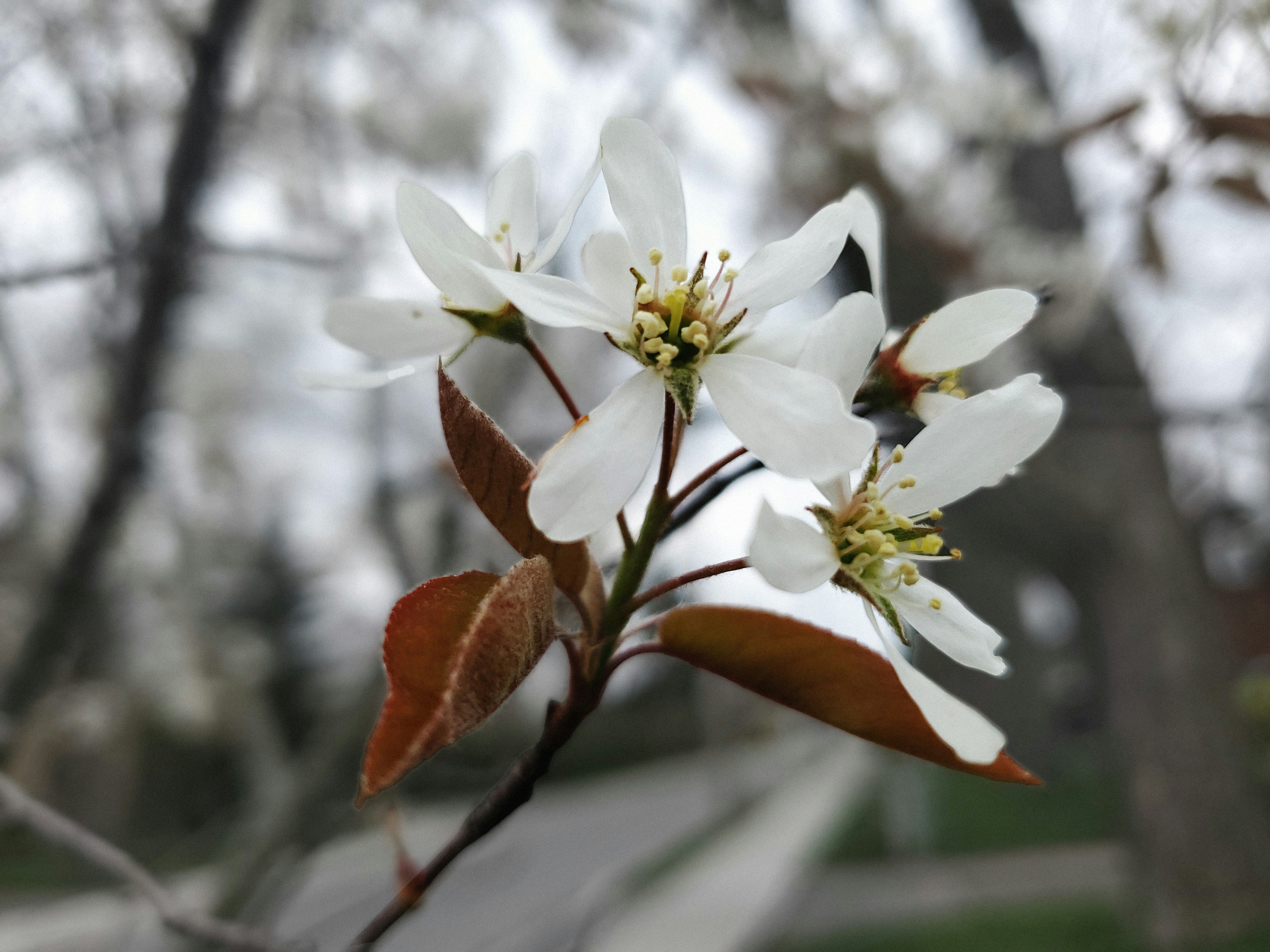 a close up of a flower on a tree branch